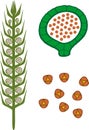 Strobilus of Lycopodium Running clubmoss or Lycopodium clavatum with sporangium and spores on white background