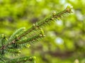 Strobiluses of the spruce. Close-up. Blurred background