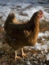 Strobist chicken Royalty Free Stock Photo