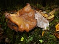 Gyromitra Gigas, Snow False Morel, Calf`s Brain. Early Spring Forest Mushroom Macro. A Large Beautiful Mushroom In The Spring Fore