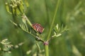 Strojnica baldaszkÃÂ³wka, Graphosoma lineatum, Striped bug, Minstrel bug Royalty Free Stock Photo