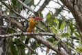 Strok-billed kingfisher bird perching on tree branches