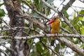 Strok-billed kingfisher bird perching on tree branches