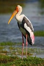 Strok in the nature march habitat. Stork in Africa. Bird in the water. Stork from Tanzania.
