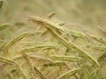 2 stroke Barley grain heads before harvesting