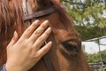 Stroking a horse's head