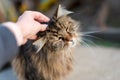 Stroking tabby cat by hand. Relationship of owner and domestic feline animal pet. Friendship of human and cat