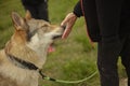 Stroking a wolf dog Royalty Free Stock Photo