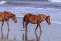 Stroll on the Beach Royalty Free Stock Photo