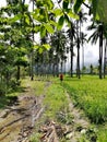 Stroll through rice fields and coconut plantation on Mindoro, Philippines Royalty Free Stock Photo