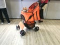 stroller for pets