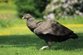 Strolling andean condor