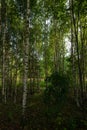 Strolling through a birch forest in russia