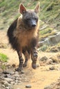 Strolling brown hyena Royalty Free Stock Photo