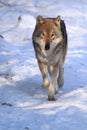 Strolling gray wolf Royalty Free Stock Photo