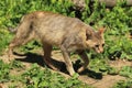 Strolling jungle cat Royalty Free Stock Photo