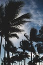 Strolling in Ocean Drive, South Beach, MIami; palm trees and bright green lawn; windy day Royalty Free Stock Photo