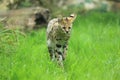 Strolling serval