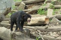 Strolling sun bear Royalty Free Stock Photo