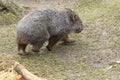 Strolling wombat