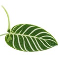 Stromanthe leaf oval leaf with striking green and white variegation and prominent veins Stromanthe sanguinea