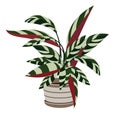 Stromanthe sanguinea Indoor Plant in white pot. Beautiful Image For Online Store