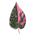 Stromanthe triostar leaf