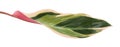 Stromanthe triostar leaf, Tropical foliage isolated on white background, with clipping path Royalty Free Stock Photo