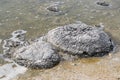 Stromatolite Cluster Royalty Free Stock Photo