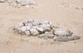 Stromatolite: Dried Out Lake Thetis Royalty Free Stock Photo