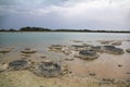 Stromatolite at Lake Thetis, Western Australia Royalty Free Stock Photo