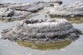 Stromatolite: Rare Fossils Royalty Free Stock Photo