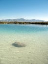 Stromatolite Reef Cuatro Cienegas Mexico Royalty Free Stock Photo