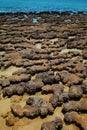 Stromatolites Royalty Free Stock Photo