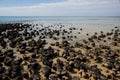 Stromatolites Royalty Free Stock Photo