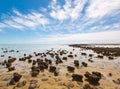 The Stromatolites in the Area of Shark Bay, Western Australia. Australasia