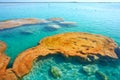 Stromatolites in Bacalar Lagoon of Mexico Royalty Free Stock Photo