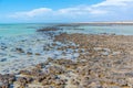 Stromatolites at Hamelin pool in Australia Royalty Free Stock Photo