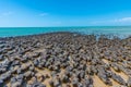 Stromatolites at Hamelin pool in Australia Royalty Free Stock Photo