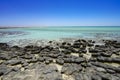 Stromatolites Hamelin Pool Shark Bay Western Australia Royalty Free Stock Photo