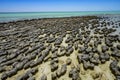 Stromatolites Hamelin Pool Shark Bay Western Australia Royalty Free Stock Photo