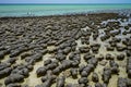 Stromatolites Hamelin Pool Shark Bay Western Australia Royalty Free Stock Photo