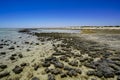 Stromatolites Hamelin Pool Shark Bay Western Australia Royalty Free Stock Photo