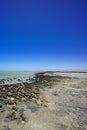 Stromatolites Hamelin Pool Shark Bay Western Australia Royalty Free Stock Photo