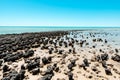 Stromatolites of Hamelin Pool in Shark Bay, Western Australia Royalty Free Stock Photo