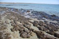 Stromatolites at Hamelin Pool Western Australia Royalty Free Stock Photo