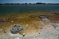 Stromatolites. Lake Thetis. Cervantes. Shire of Dandaragan. Western Australia. Australia Royalty Free Stock Photo