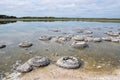 Stromatolites in Lake Thetis Royalty Free Stock Photo