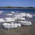 Stromatolites Royalty Free Stock Photo