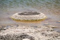 Stromatolites Lake Thetis Western Australia Royalty Free Stock Photo